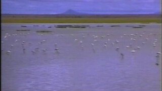 A vadon lánya (1997) - Szinkronos pornófilm